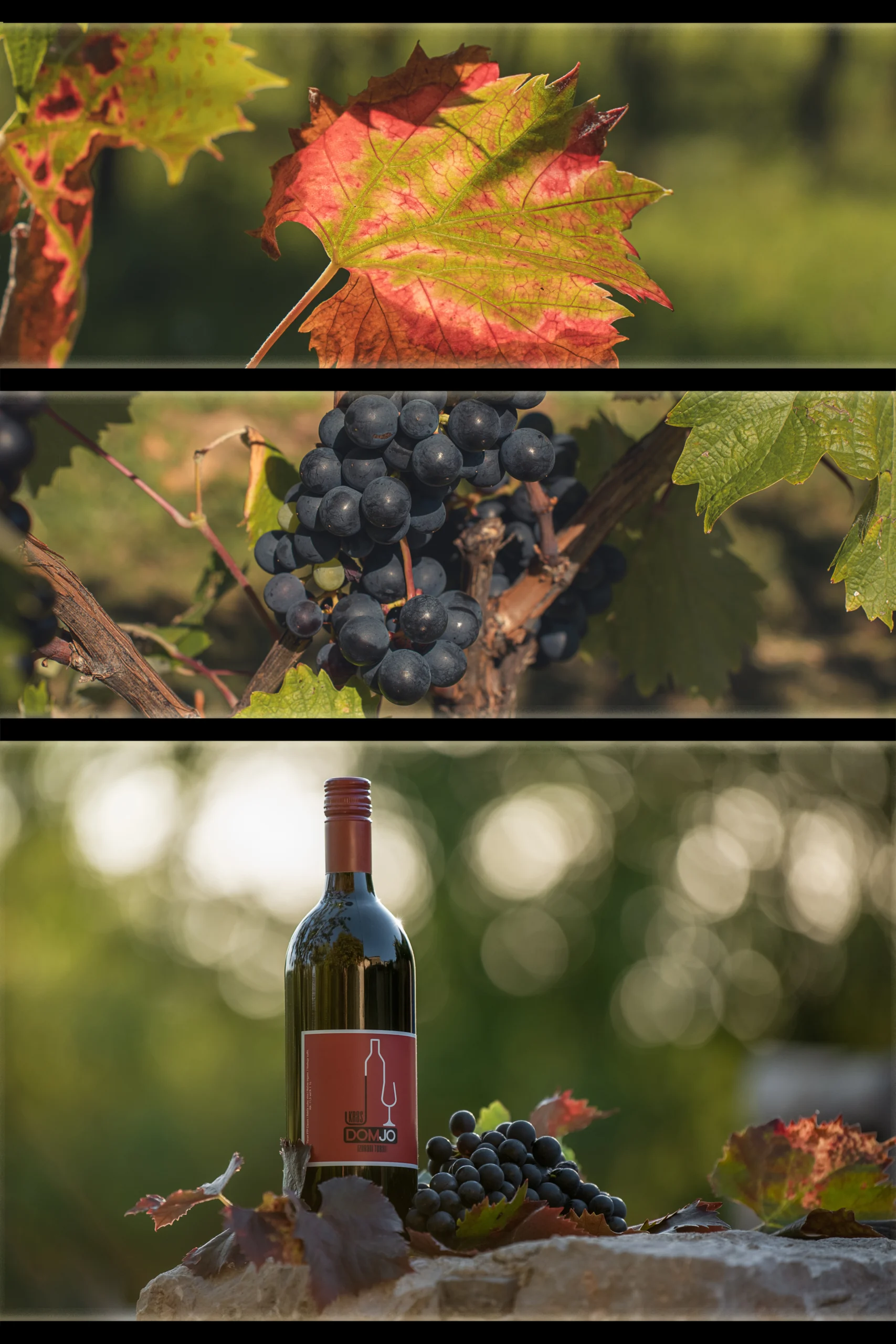 Kolaž fotografij zrelega grozdja v vinogradu in steklenice rdečega vina DOMJO v naravi.